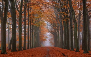 Картинка дорога, осень, лес, ветки, деревья, туман, природа, парк