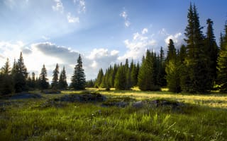 Картинка зелень, поле, облака, лес, лето, свет, лучи, трава