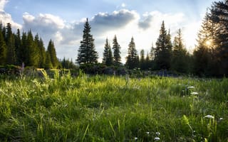 Картинка зелень, поле, облака, солнце, лес, лето, лучи, небо