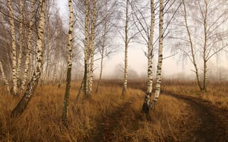 Картинка поле, осень, берёзы