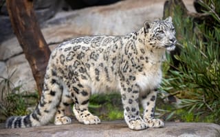 Картинка хищник, ирбис, снежный барс