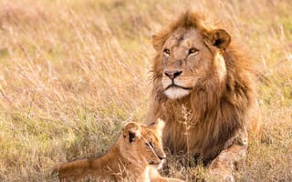 Картинка lion, animal, pet, leo