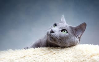 Картинка кошка, серый, русская, кот, порода, глаза, усы, зеленые, голубая, взгляд