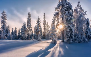 Картинка зима, лес, сугробы, снег, деревья