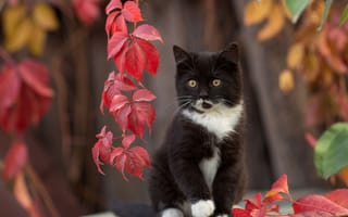 Картинка кошка, Юрий Коротун, листья, боке, котейка, котёнок