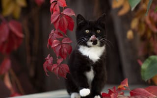 Картинка кошка, котёнок, Юрий Коротун, боке, котейка, листья