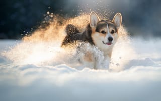 Картинка зима, собака, пёсик, снег, Светлана Писарева, Вельш-корги, прогулка
