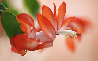 Картинка природа, лепестки, кактус