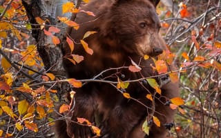 Картинка осень, ветки, медведь, дерево, на дереве, ягоды