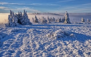 Картинка зима, снег, утро, природа, ели, пейзаж, деревья, туман
