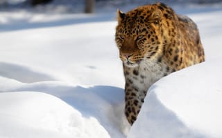 Картинка зима, дикая кошка, леопард, сугробы, снег