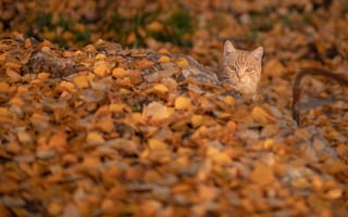 Картинка осень, опавшие листья, кошка, рыжий, жёлтые листья, Константин Владов, мордочка, котейка, кот