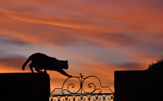 Картинка кошка, силуэт, закат, ограда
