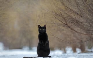 Картинка кошка, ветки, Ирина Ковалёва, чёрная, снег, стойка