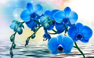 Картинка Орхидеи, синие, вода, цветы, блики