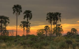 Картинка небо, закат, пальмы