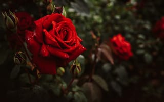 Картинка листья, вода, капли, природа, макро, бутоны, цветы, розы