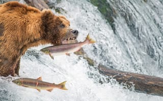 Картинка рыбалка, рыба, лосось, медведь, гризли, водопад, Аляска