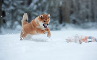 Картинка зима, снег, щенок, животное, собака, прыжок, бег, Лана Полякова, пёс
