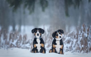 Картинка зима, снег, парочка, Ирина Ковалёва, Энтлебухер зенненхунд, две собаки