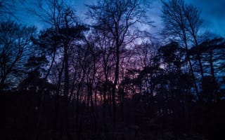 Картинка лес, деревья, природа, сумерки, закат