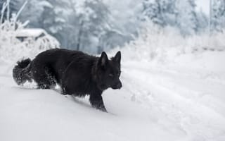 Картинка зима, собака, Светлана Писарева, Немецкая овчарка, снег