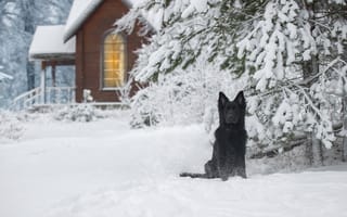 Картинка зима, Светлана Писарева, снег, ель, Немецкая овчарка, дом, собака, природа