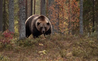 Картинка осень, медведь, лес, деревья, топтыгин