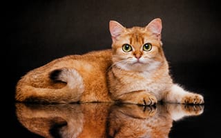 Картинка кошка, взгляд, Евгений Дёгтев, отражение, Золотая Шиншилла, Британская короткошёрстная кошка