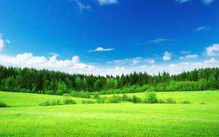 Картинка поле, лес, луговые цветы, лужОК, пейзаж, лето