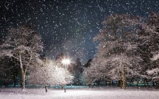 Картинка зима, деревья, фонарь, парк, снег, ночь