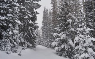 Картинка Природа, Зима, Snow trees, Winter, Снежные деревья, Winter forest, Зимний лес, Snow, Nature, Снег