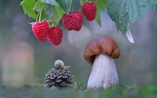 Картинка макро, гриб, малина, боровик, ягоды, шишка, улитка, Александр Гвоздь