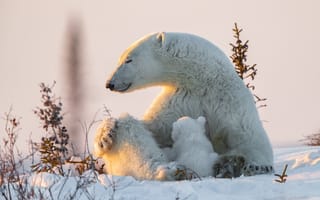 Картинка снег, медведи, природа