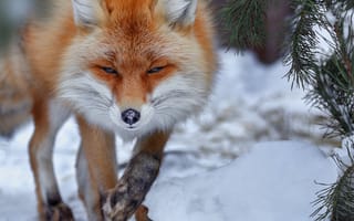 Картинка зима, снег, ветки, хвоя, Олег Богданов, лисица, животное, лиса