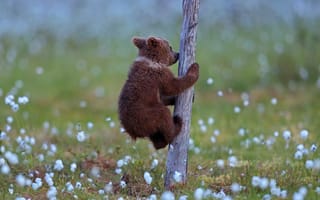 Картинка дерево, bear cub, Valtteri Mulkahainen, медвежонок, tree