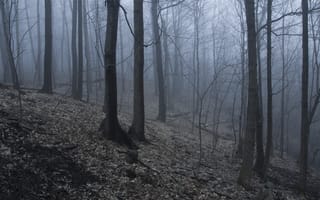 Картинка осень, лес, природа, деревья, туман