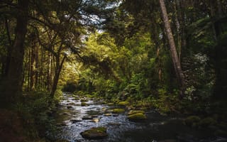 Картинка лес, природа, речка, лето, камни, New Zealand, деревья, Whangarei