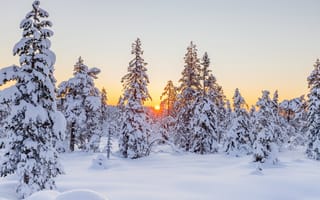 Картинка зима, солнце, деревья, пейзаж, снег, природа, ели, закат