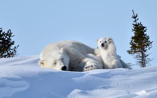 Картинка снег, белые, медведи, медведица, отдых, медвежонок