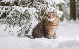 Картинка зима, Максим Вышарь, котейка, кошка, снег, кот