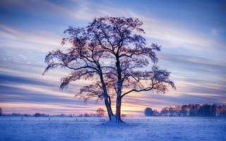 Картинка зима, поле, деревья, закат, снег, небо, дерево, Германия