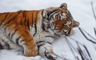 Картинка взгляд, Олег Богданов, снег, тигр, дикая кошка