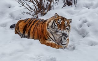 Картинка зима, кусты, животное, снег, зверь, поза, хищник, тигр, Олег Богданов