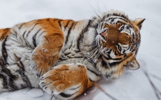 Картинка снег, дикая кошка, лапы, тигр, Олег Богданов