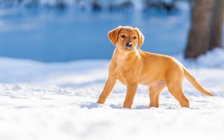 Картинка зима, снег, щенок, собака, Лабрадор-ретривер