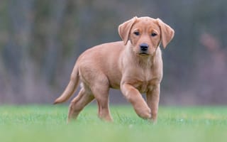 Картинка трава, щенок, Лабрадор-ретривер, собака