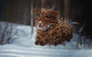 Картинка зима, полёт, Наталия Поникарова, шерсть, Барбет, Французская водяная собака, прыжок, собака, снег