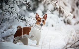 Картинка зима, снег, Басенджи, Наталия Поникарова, собака, взгляд, Африканская нелающая собака, ветки