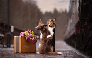 Картинка цветы, чемодан, поезд, парочка, перрон, две собаки, Anna Oris